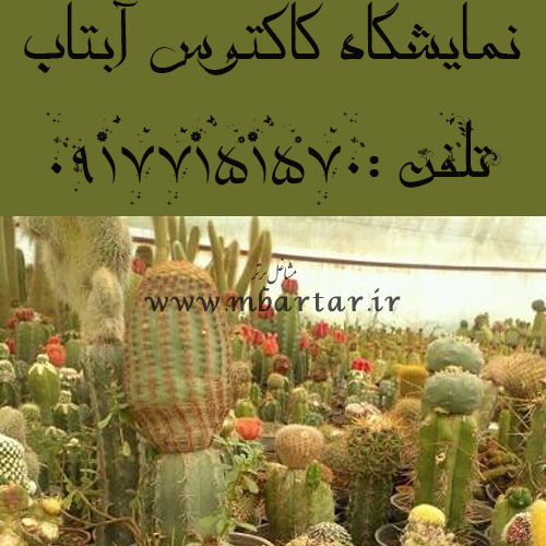 نمایشگاه کاکتوس آبتاب