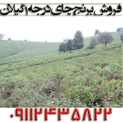 فروش برنج چای درجه1گیلان