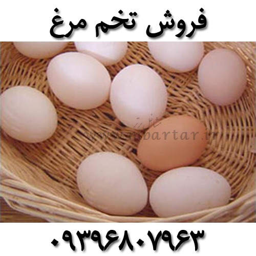 فروش تخم مرغ