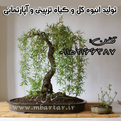 تولید انبوه گل و گیاه تزیینی و آپارتمانی