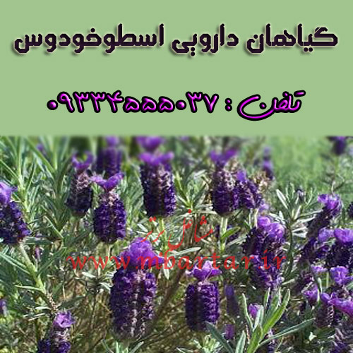 گیاهان دارویی اسطوخودوس