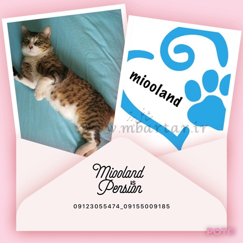 پانسيون گربه ميولند