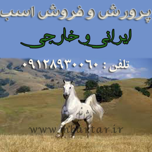 پرورش و فروش اسب