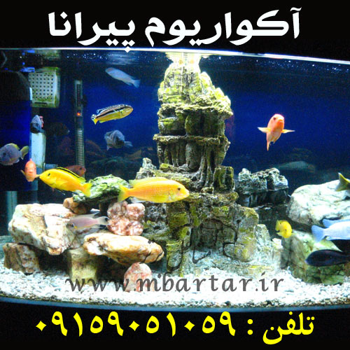 آکواریوم پیرانا