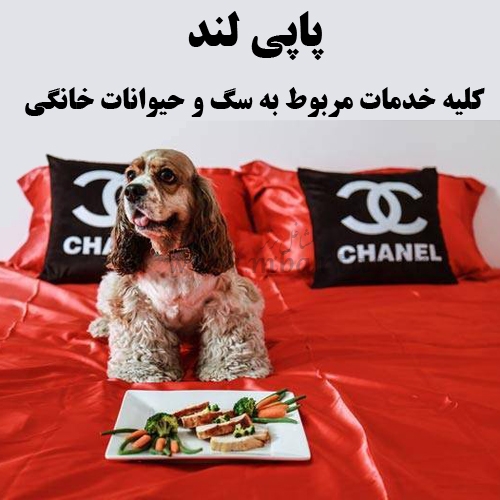 پاپی لند ، کلیه خدمات مربوط به سگ و حیوانات خانگی