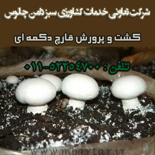 شرکت تعاونی خدمات کشاورزی سبز دامن چالوس