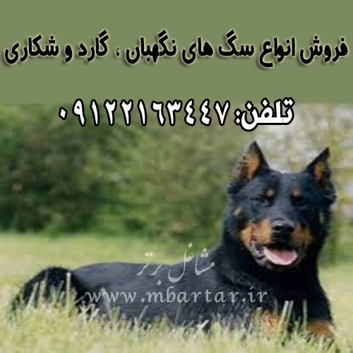 فروش انواع سگ های نگهبان ، گارد و شکاری