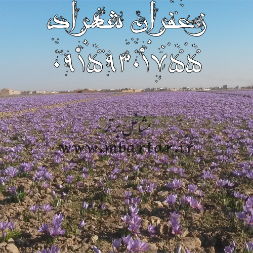 تولید و فراوری زعفران شهراد