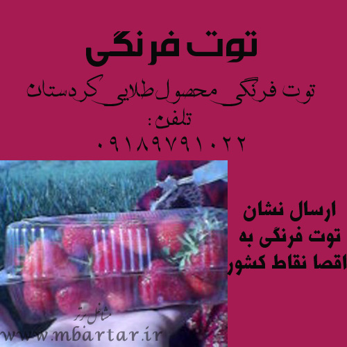 کشاورزی - توت فرنگی