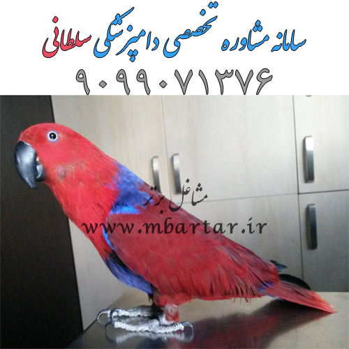 سامانه مشاوره تخصصی دامپزشکی سلطانی